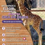 ¡Es momento de dejar tu huella! Ponle nombre a la nueva jirafita del Zoológico de Morelia