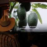 Libre de deforestación el 70 % del aguacate michoacano exportado a EU: Secma