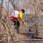 Brigadas liquidan 6 incendios forestales: Cofom
