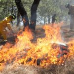 Segundos que salvan hectáreas, Guardián Forestal alerta a tiempo para control eficaz de incendios: Secma