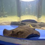 Sumérgete en la diversión con la espectacular pecera 360° del Zoológico de Morelia