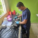 SSM ha esterilizado más de 11 mil perros y gatos: SSM