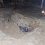 Llegan primeras tortugas laúd a la costa de Michoacán: Compesca