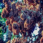 Senguio invita a visitar santuario de las Mariposas Monarca esta temporada: Sectur