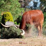 Zoológico de Morelia te invita a reciclar tu arbolito