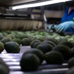 ProForest garantiza que el aguacate que llega a las mesas está libre de deforestación