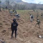Fuerzas estatales y federales destruyen sembradío de marihuana en Arteaga