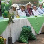 Plan Michoacán: Productores de limón recibirán 150 mil plantas certificadas este año: Sader