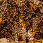 ¡Se acaba el tiempo! Última oportunidad para visitar los santuarios de la Mariposa Monarca