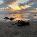 Aún estás a tiempo para ir a liberar tortugas en las playas de Michoacán