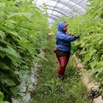 Apoyados en Michoacán más de 88 mil productores del campo: Bedolla