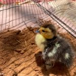 Llama Zoológico de Morelia a respetar la fauna silvestre