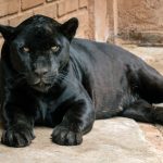 Busca Zoológico de Morelia reproducción de jaguares bajo cuidado humano