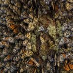 Vota por la Mariposa Monarca en los premios Lo Mejor de México