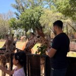 “Contando Manchas”: una experiencia para conocer y alimentar jirafas en el Zoológico de Morelia