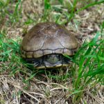 Temporada de lluvias puede provocar mayor presencia de fauna silvestre en la ciudad