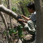 Desde pumas hasta venados; cámaras trampa captan la vida silvestre en bosques de Michoacán