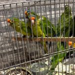En Pátzcuaro, FGE ejecuta cateo y rescata a 83 aves víctimas de maltrato y tráfico ilegal de fauna
