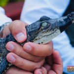 Recibe Zoológico de Morelia crías de cocodrilo de pantano y boa constrictora