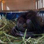Zoológico de Morelia ha recibido más de 450 animales rescatados en la presente administración