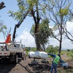 Intensifican rescate y trasplante de árboles en el trayecto del Morebús