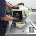 Obtiene FGE vinculación a proceso contra un hombre por maltrato animal y posesión de un mono araña en peligro de extinción