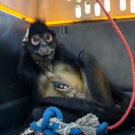 Resguarda Zoológico de Morelia a mono araña rescatado en Nueva Italia