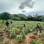 SSP y Defensa destruyen cerca de 96 mil plantas de mariguana en Huetamo