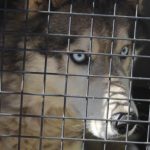 Rescatan a canina de raza husky durante cateo por maltrato animal en Morelia